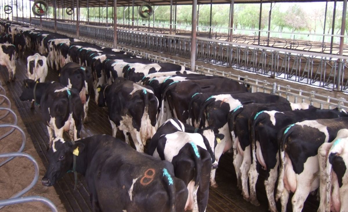 Dairy cows in a barn, where tail paint is used for heat detection