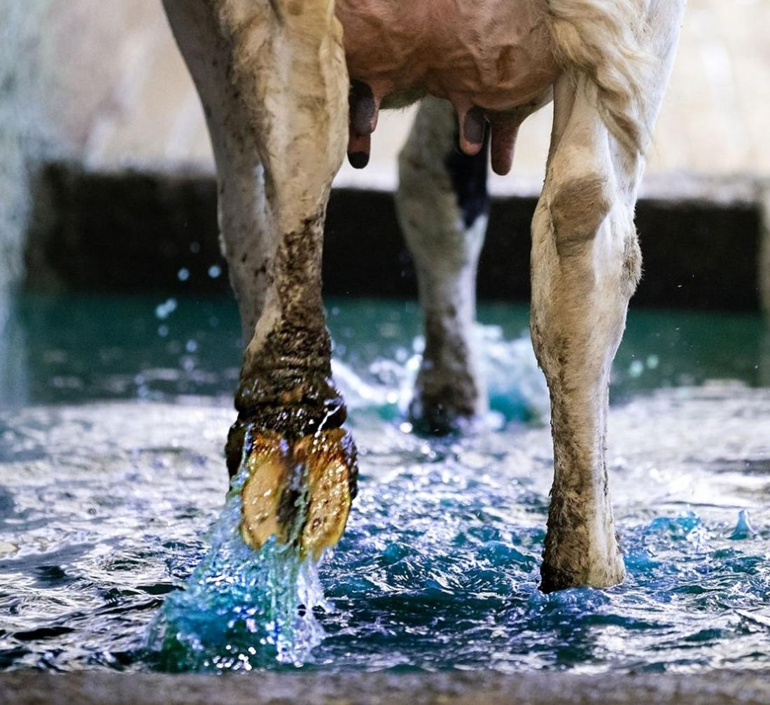 Dairy cow hoof stepping through a blue copper sulfate footbath